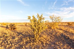 property photo for Sunrise Ranches Phase III Tract 137, 79.8 acres for sale in Hudspeth County, Texas