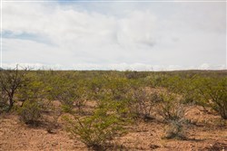 property photo for Sunset Ranches Plat 645 Tract 10, 20 acres for sale in Hudspeth County, Texas