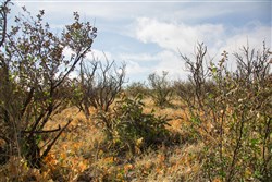 property photo for Sunset Ranches Plat 645 Tract 11, 20 acres for sale in Hudspeth County, Texas