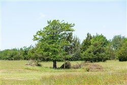 property photo for Wildflower Reserve Tract 2, 1.9 acres for sale in Hunt County, Texas