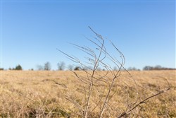 property photo for Wishing Star Ranch Tract 10, 4.99 acres for sale in Red River County, Texas