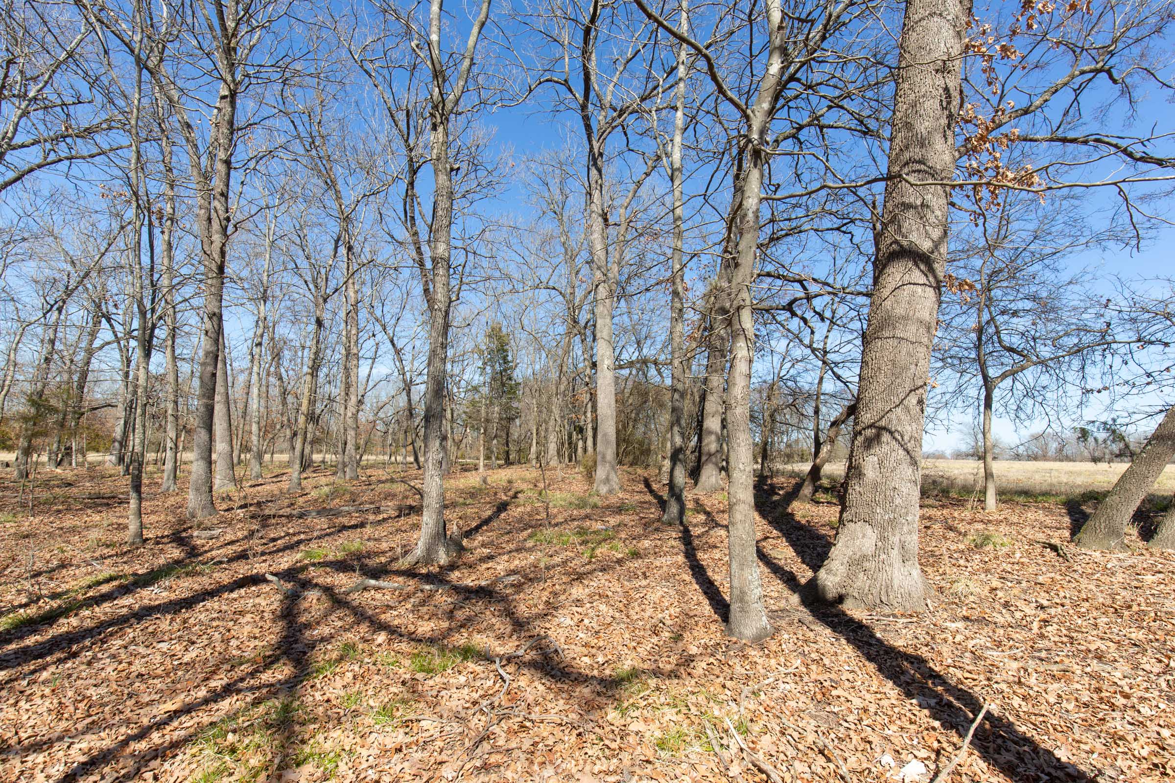 Tract 30 at Wishing Star Ranch in Red River County, Texas