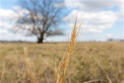 property photo for Wishing Star Ranch Tract 37, 7.17 acres for sale in Red River County, Texas