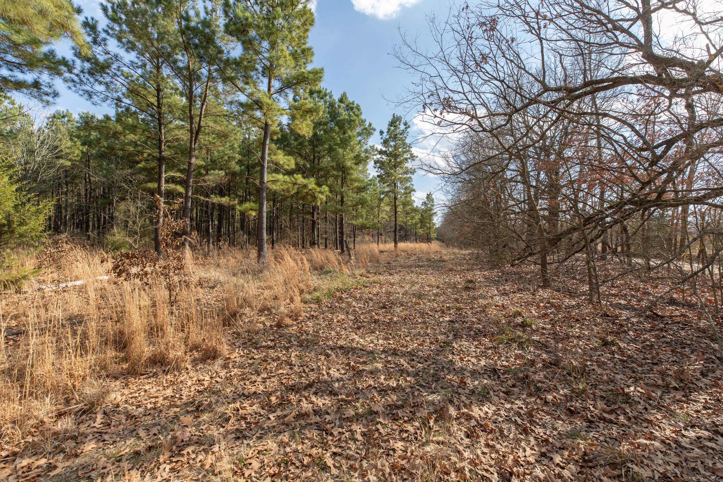 Tract 43 at Wishing Star Ranch in Red River County, Texas