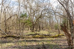 property photo for Wishing Star Ranch Tract 65, 6.92 acres for sale in Red River County, Texas
